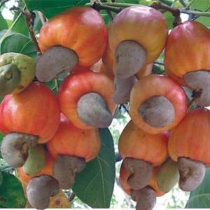 quả điều có ăn được không